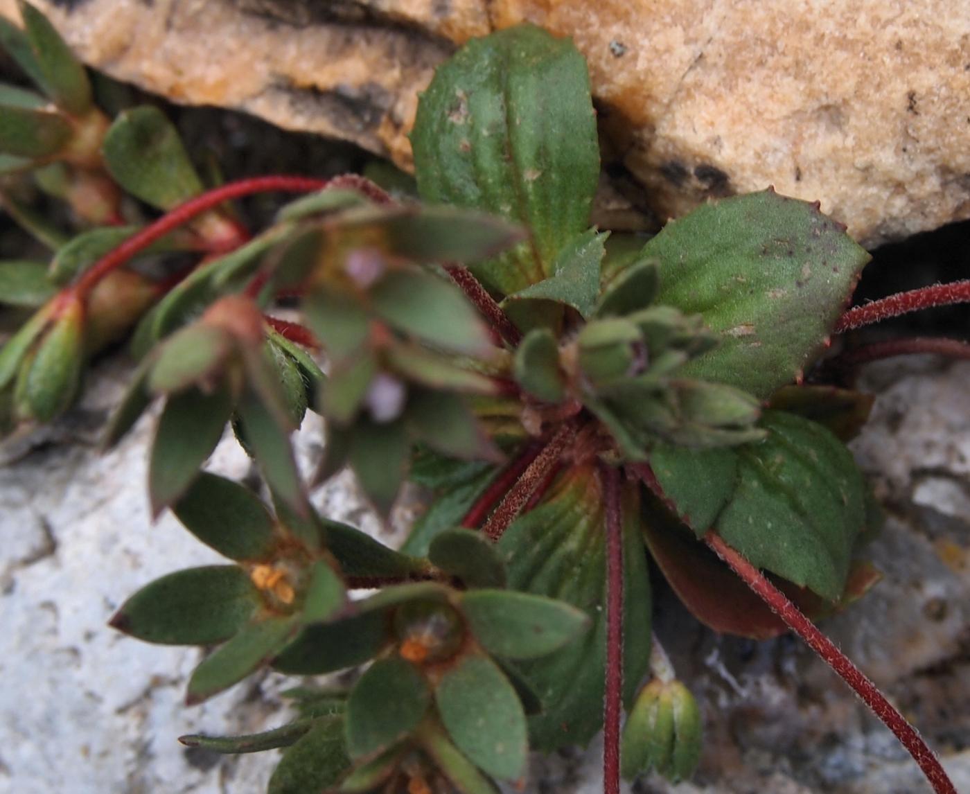 Androsace, Annual leaf